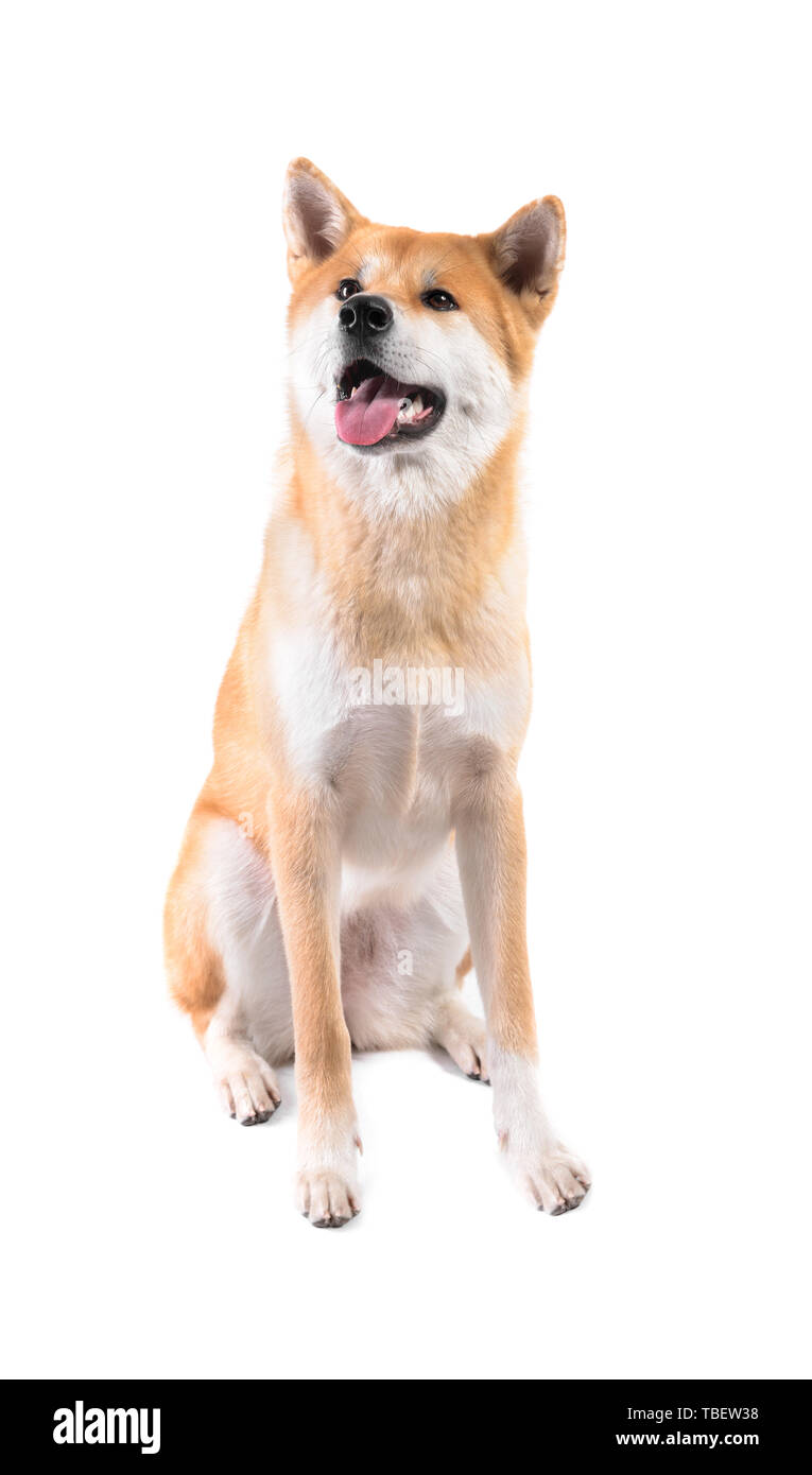 Cute Akita Inu dog on white background Stock Photo