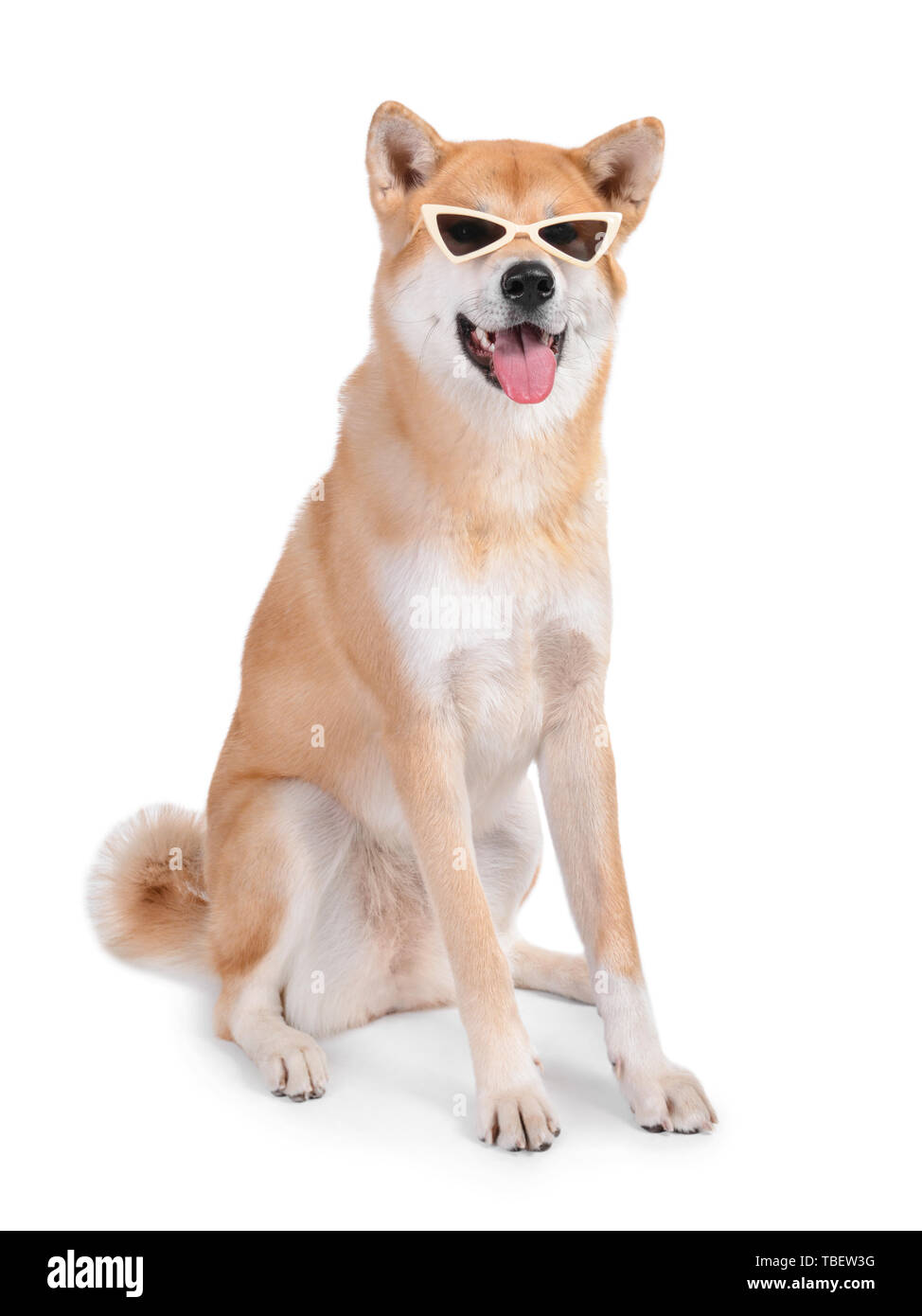 Cute Akita Inu dog with sunglasses on white background Stock Photo
