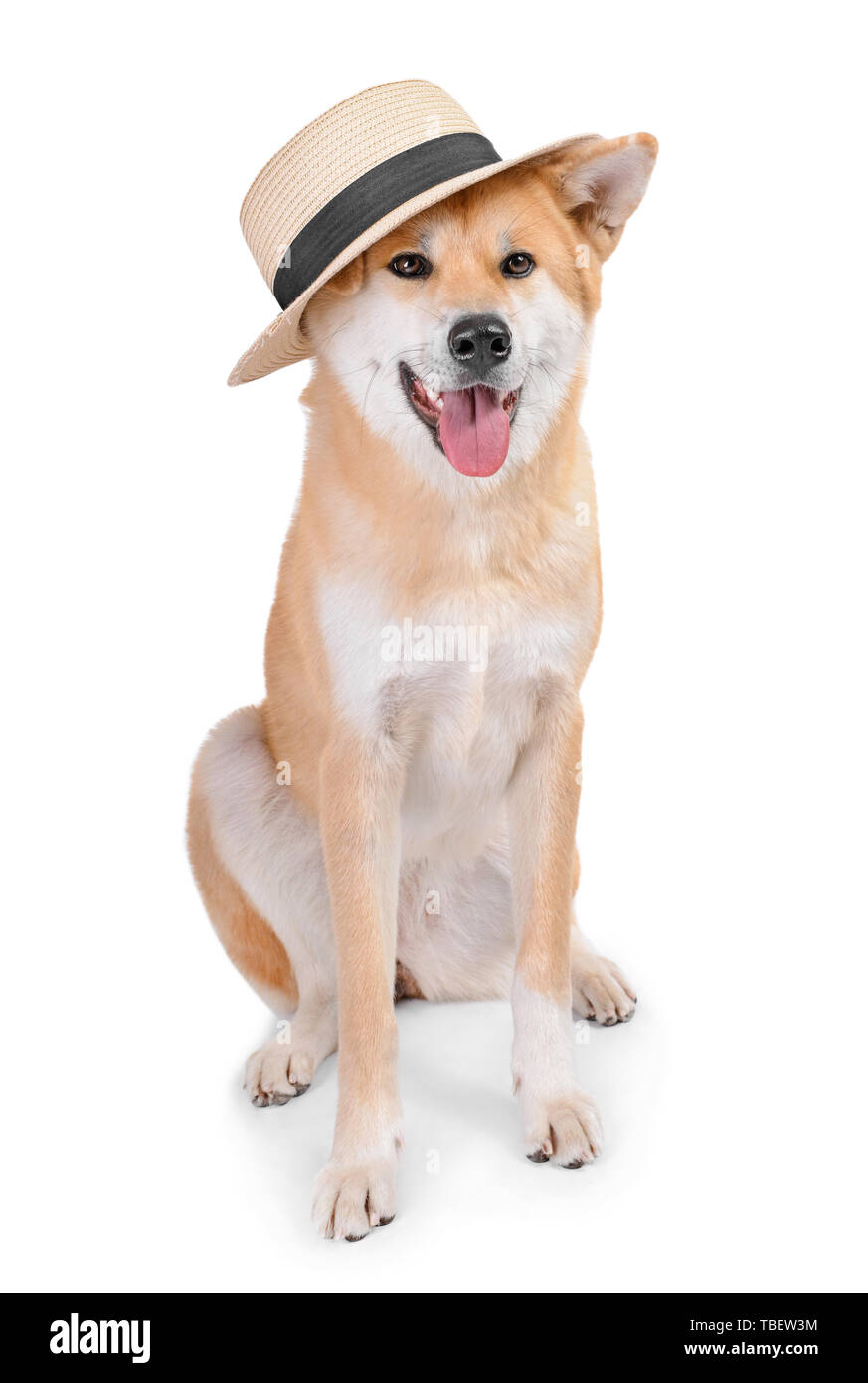 Cute Akita Inu dog in hat on white background Stock Photo