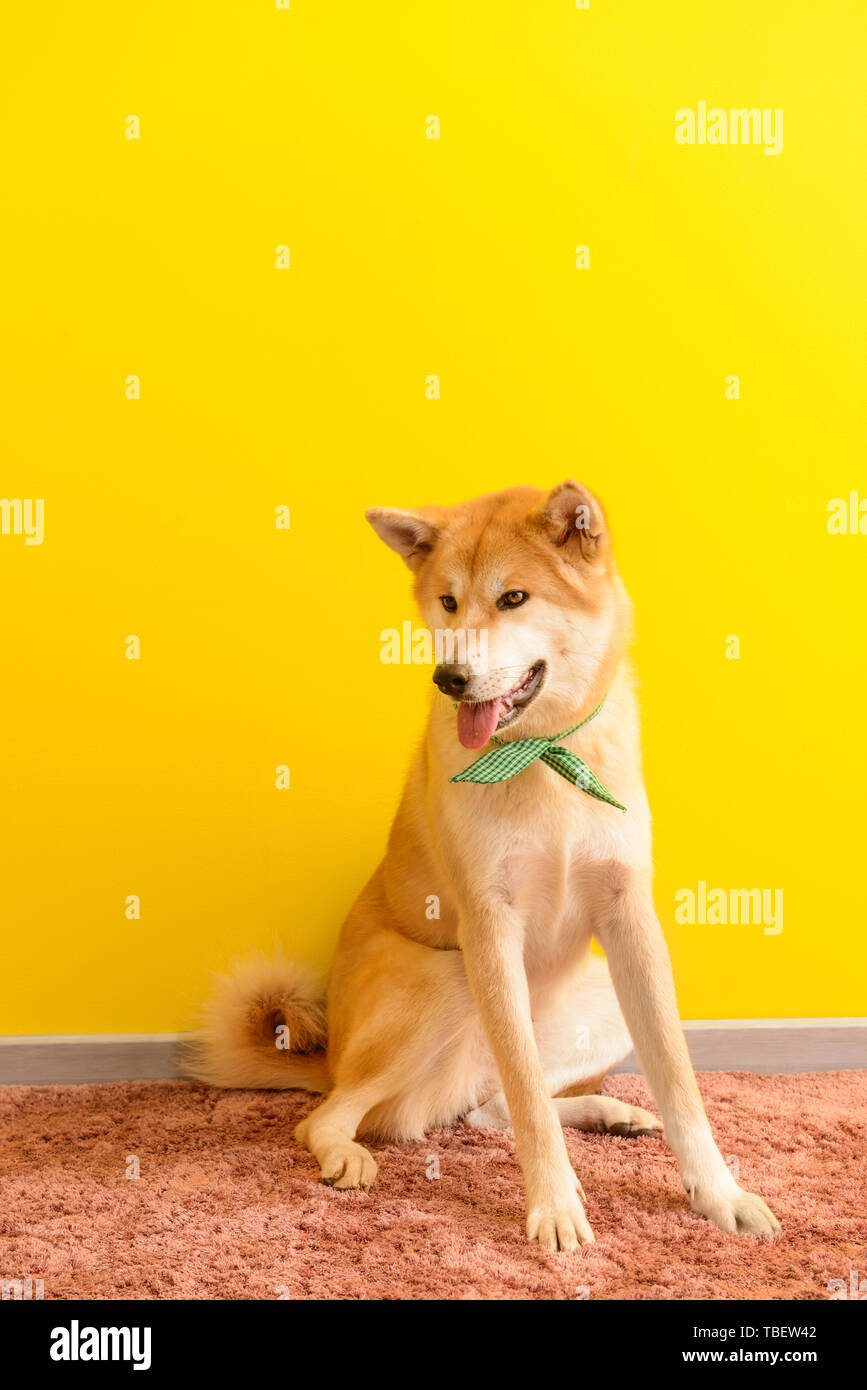 Cute Akita Inu dog sitting on carpet near color wall Stock Photo - Alamy
