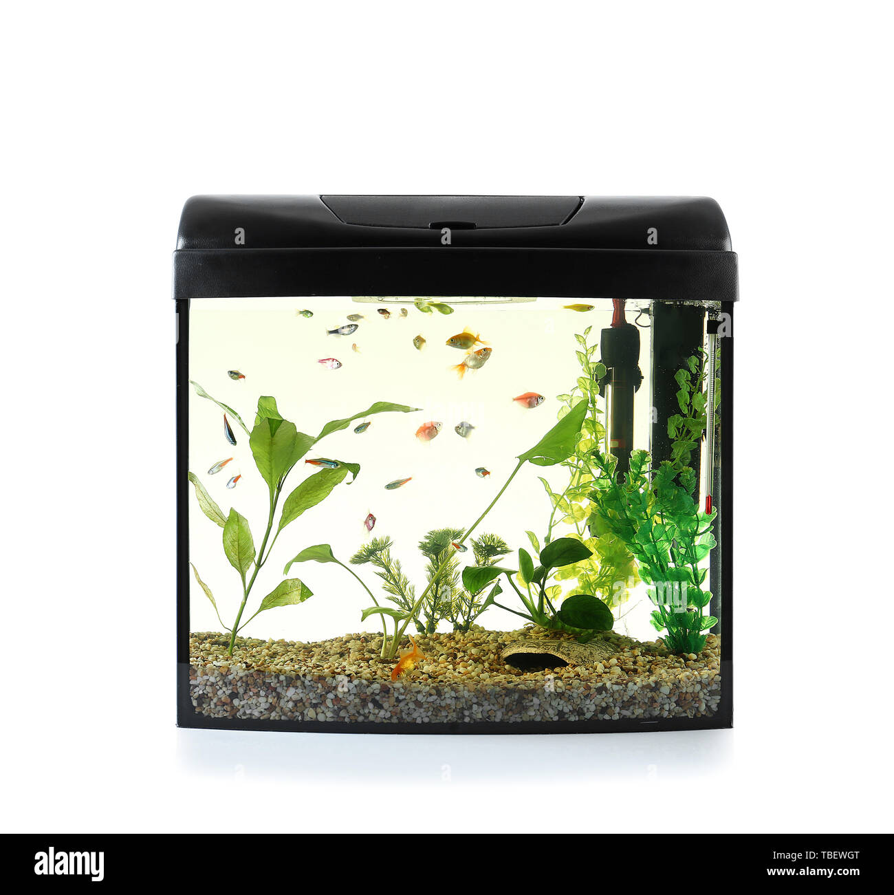 Beautiful aquarium on white background Stock Photo Alamy