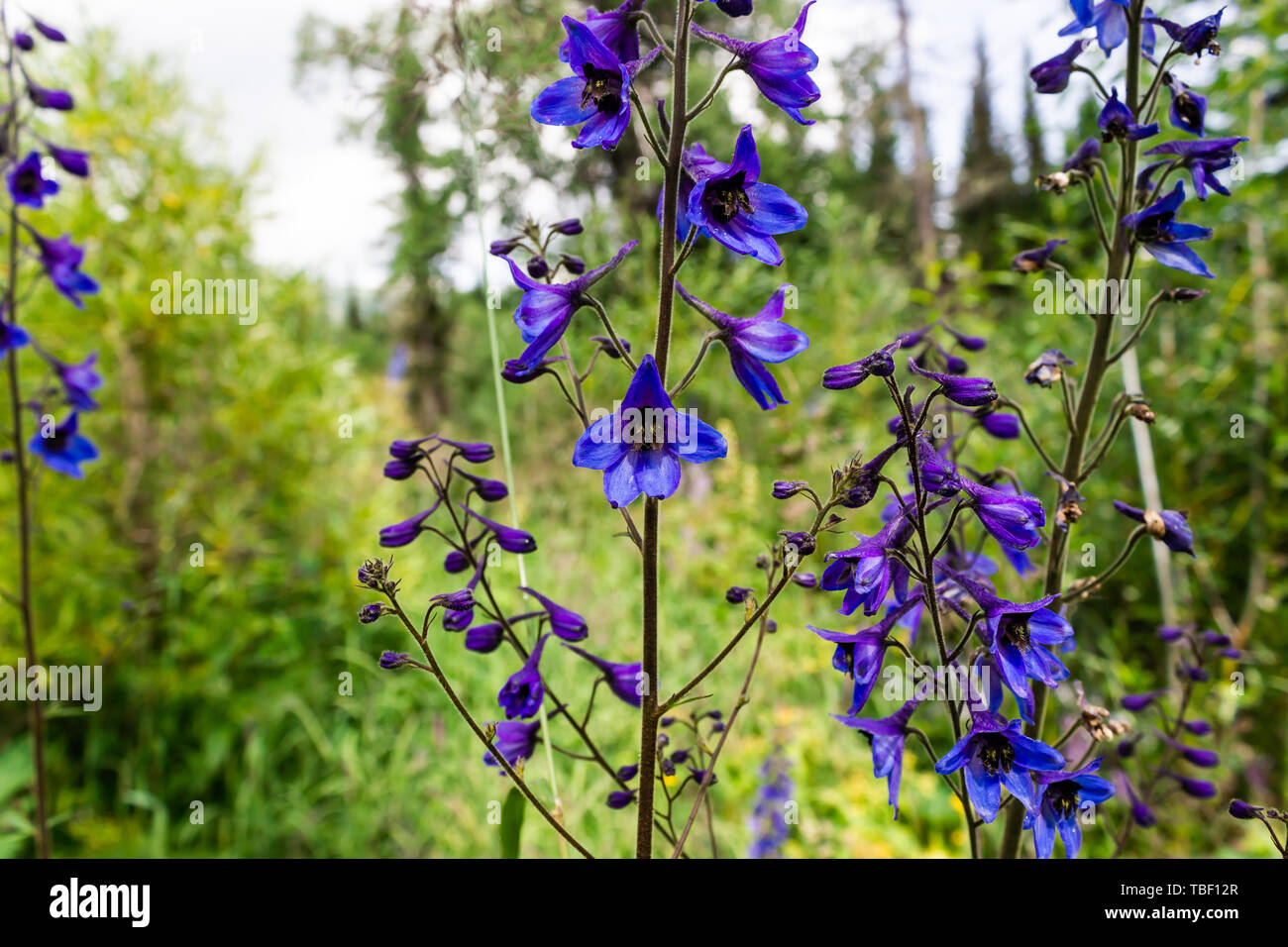 Purple bell flowers in green grass Stock Photo