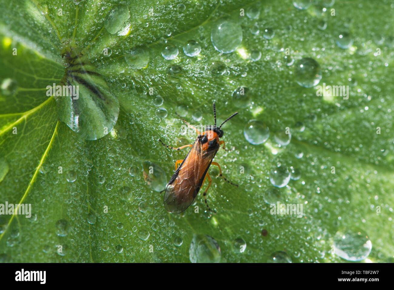 Turnip sawfly (Athalia rosae), Emsland, Lower Saxony, Germany Stock Photo