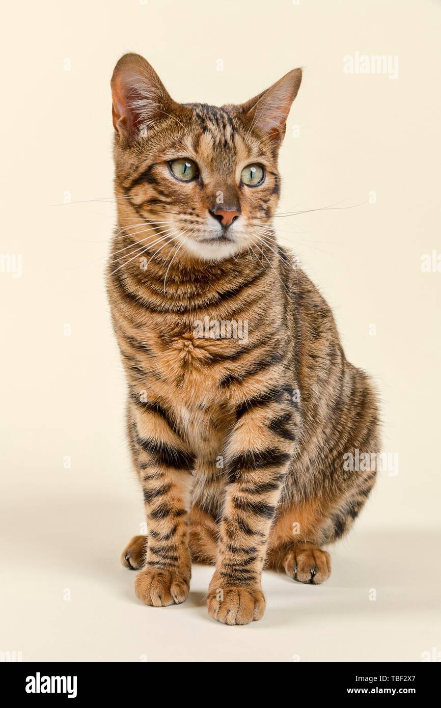 Brown tabby mackerel hi-res stock photography and images - Alamy
