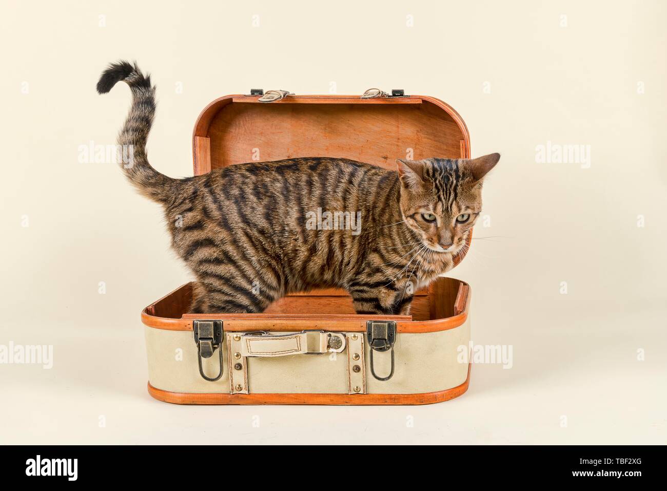 Breedcat Toyger (Felis silvestris catus), female, 8 months, color brown