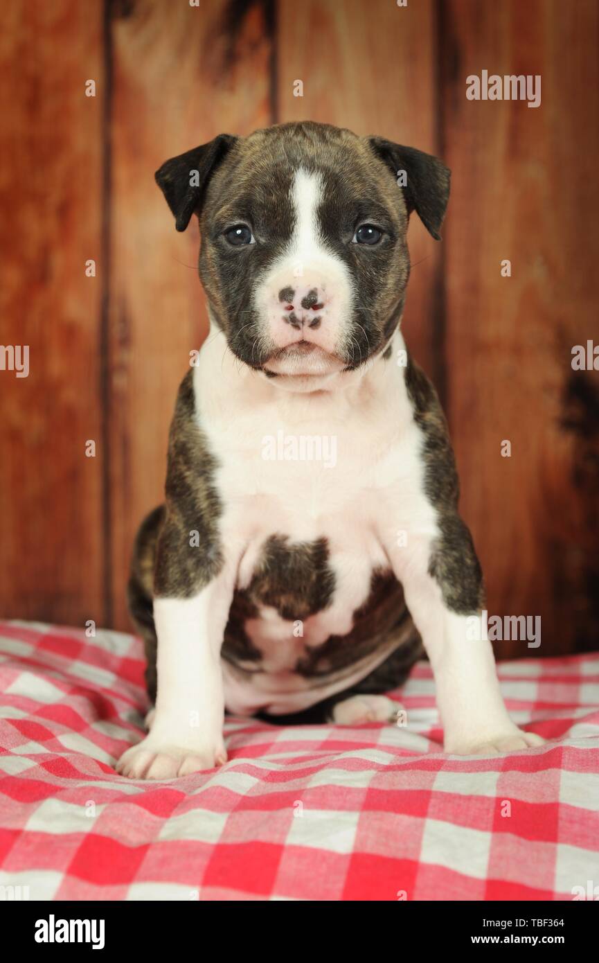 American Staffordshire Terrier, puppy 5 weeks, brindle with white, sitting on plaid blanket, Austria Stock Photo