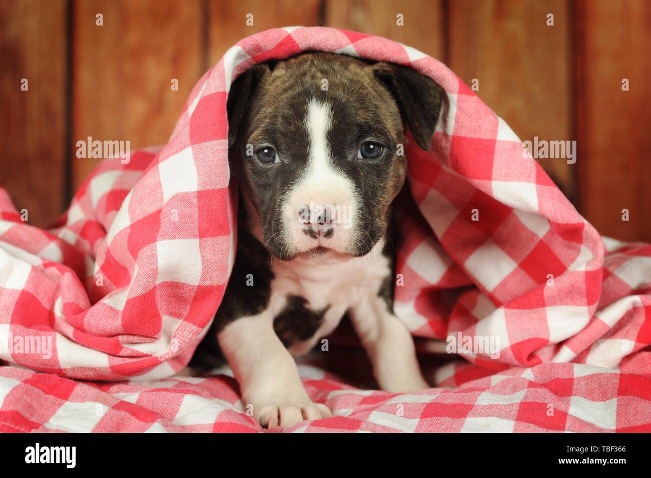 American Staffordshire Terrier, puppy 5 weeks, brindle with white, sits under plaid blanket, Austria Stock Photo