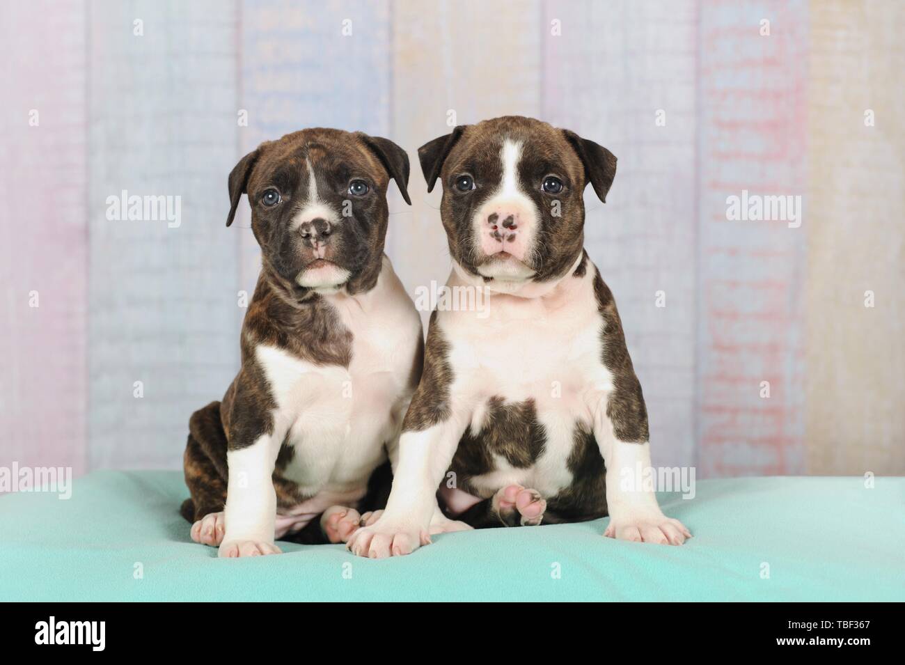 American Staffordshire Terrier, two puppies 5 weeks, brindle with white, sitting on blanket, Austria Stock Photo