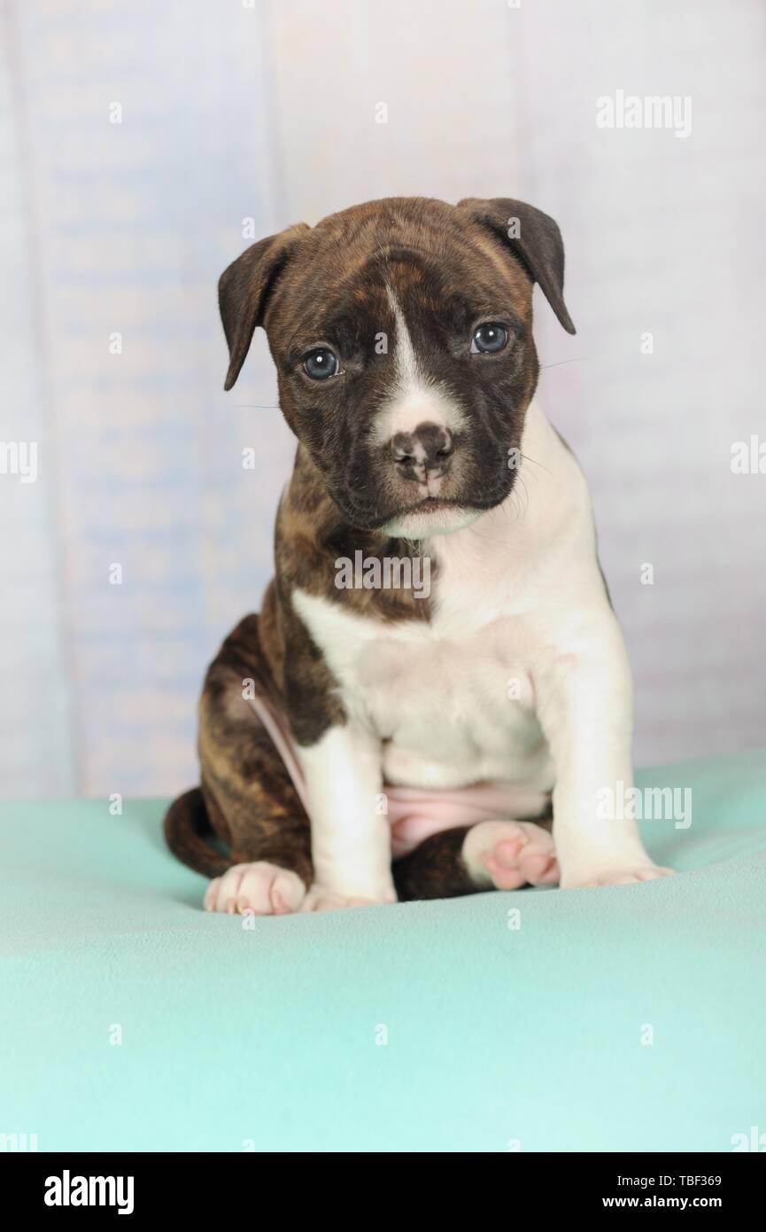 American Staffordshire Terrier, puppy 5 weeks, brindle with white, sitting on blanket, Austria Stock Photo