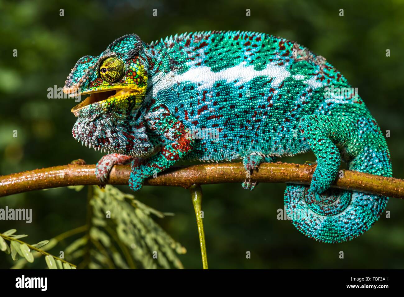 Panther chameleon (Furcifer pardalis), male on branch, Nosy Faly