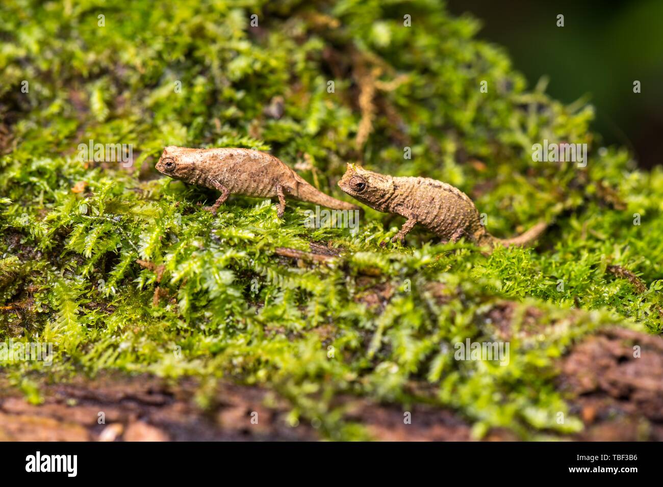 Earth chameleons species (Brookesia tuberculata), pairs on moss, Montagne d'Ambre National Park, North Madagascar, Madagascar Stock Photo