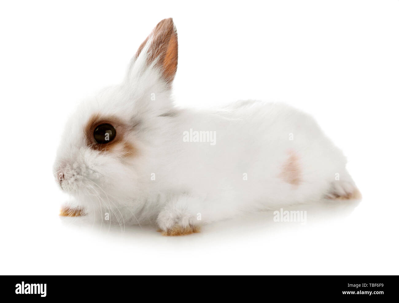Cute fluffy rabbit on white background Stock Photo - Alamy