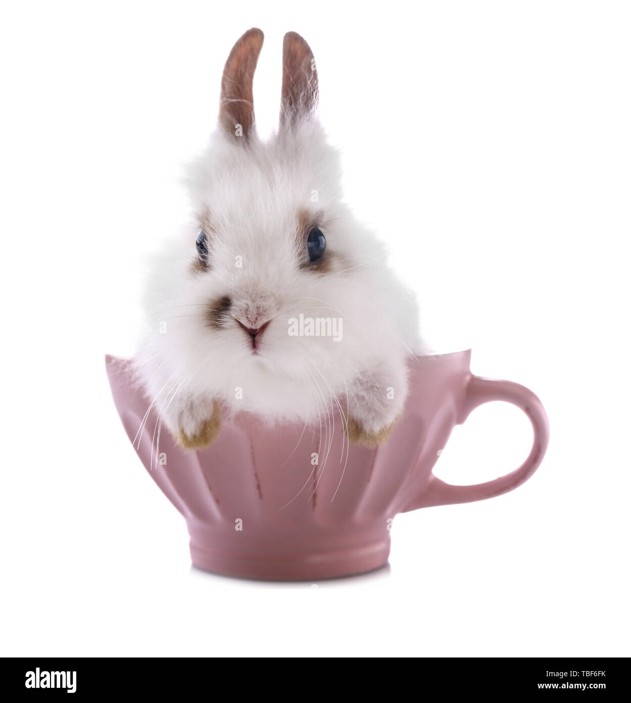 Cute fluffy rabbit in cup on white background Stock Photo - Alamy