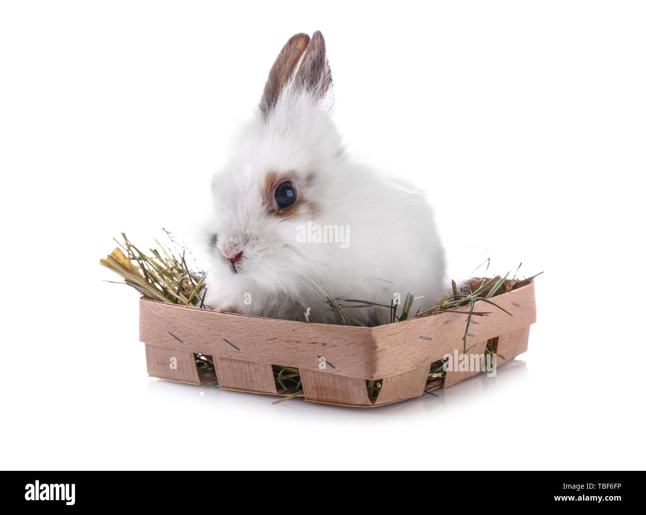 Cute fluffy rabbit in box on white background Stock Photo - Alamy
