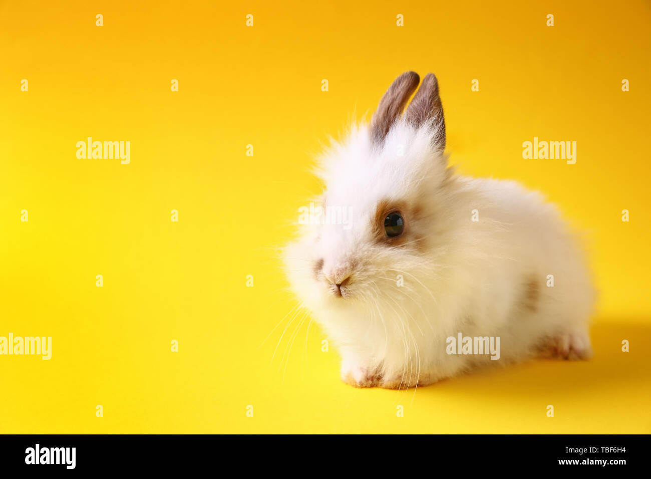 Cute fluffy rabbit on color background Stock Photo - Alamy