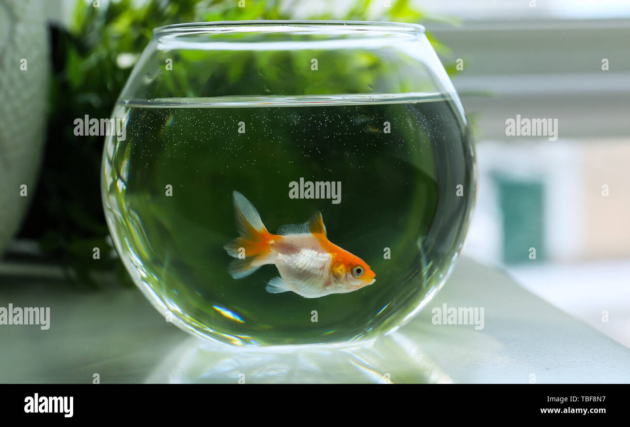 Fishbowl table hires stock photography and images Alamy