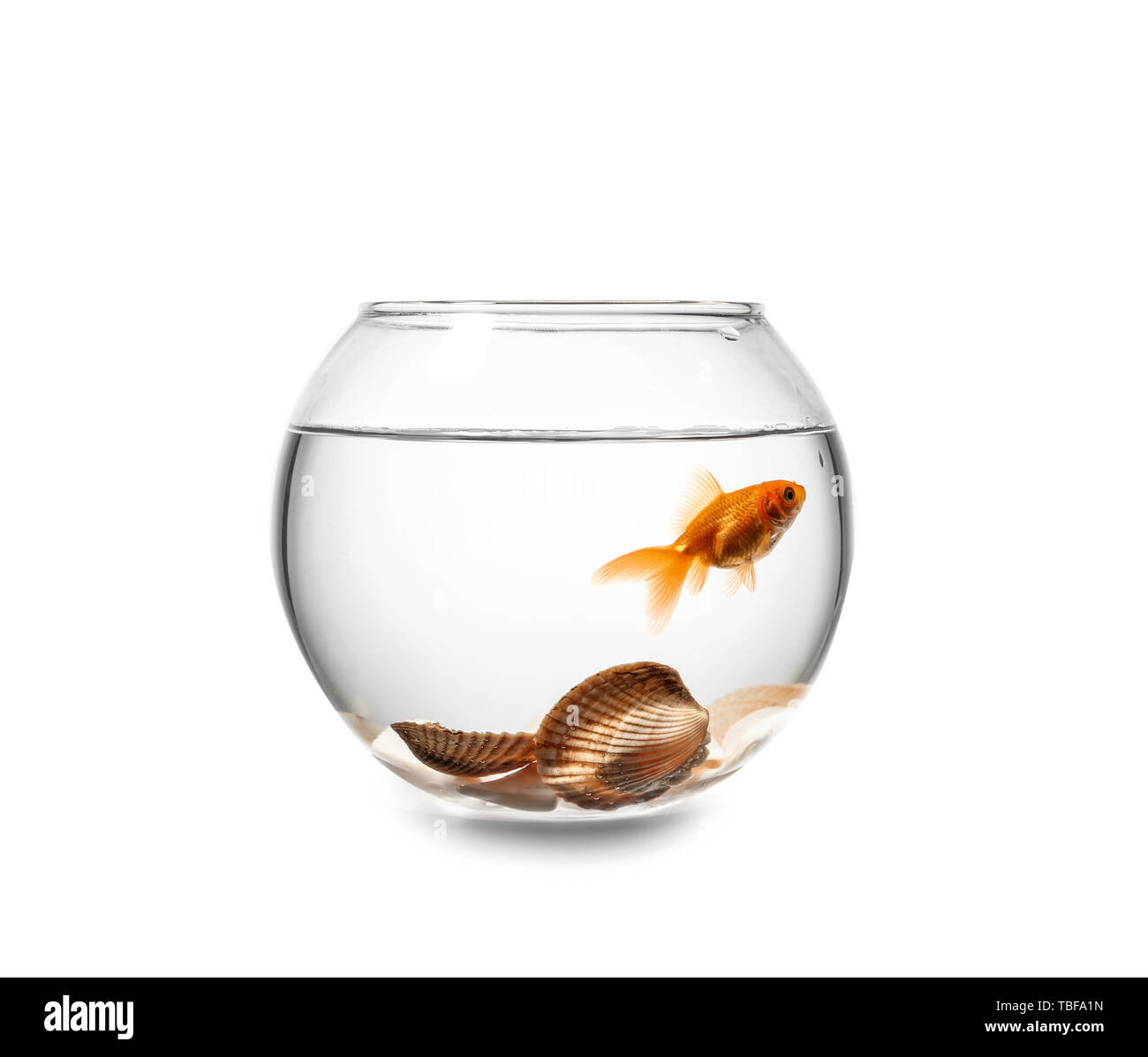 Beautiful fishbowl on white background Stock Photo
