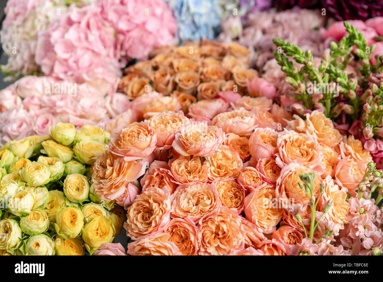 Floral carpet or Wallpaper. Background of mix of flowers. Beautiful flower for catalog or online