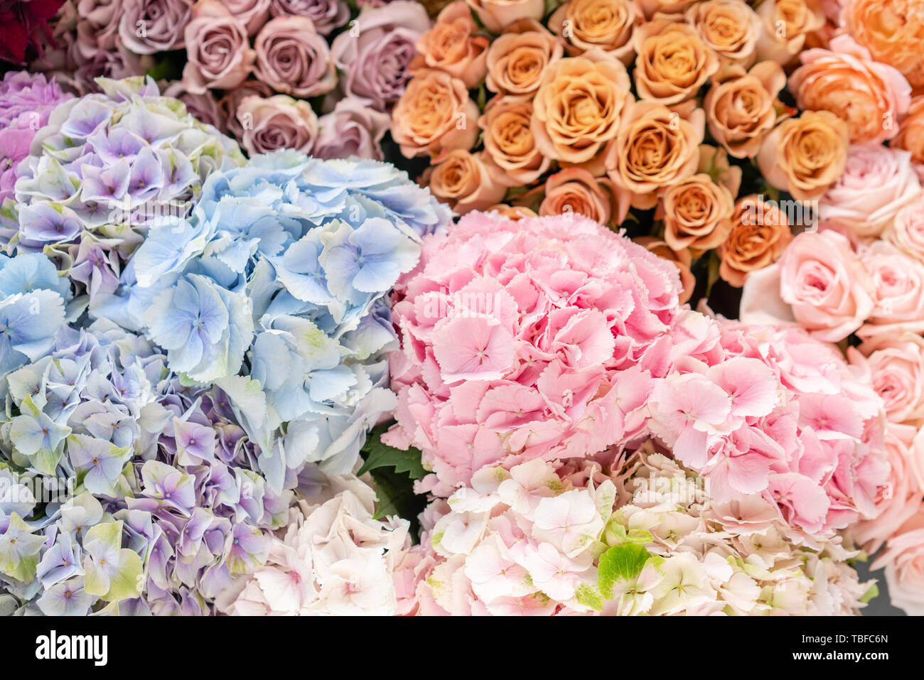 Stunning Best Flower Catalogs Photo for Mobile Stunning Best Flower Catalogs Photo for Mobile
