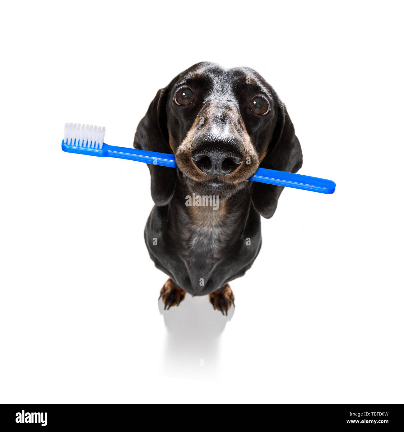 sausage dachshund dog holding a toothbrush with mouth , isolated on