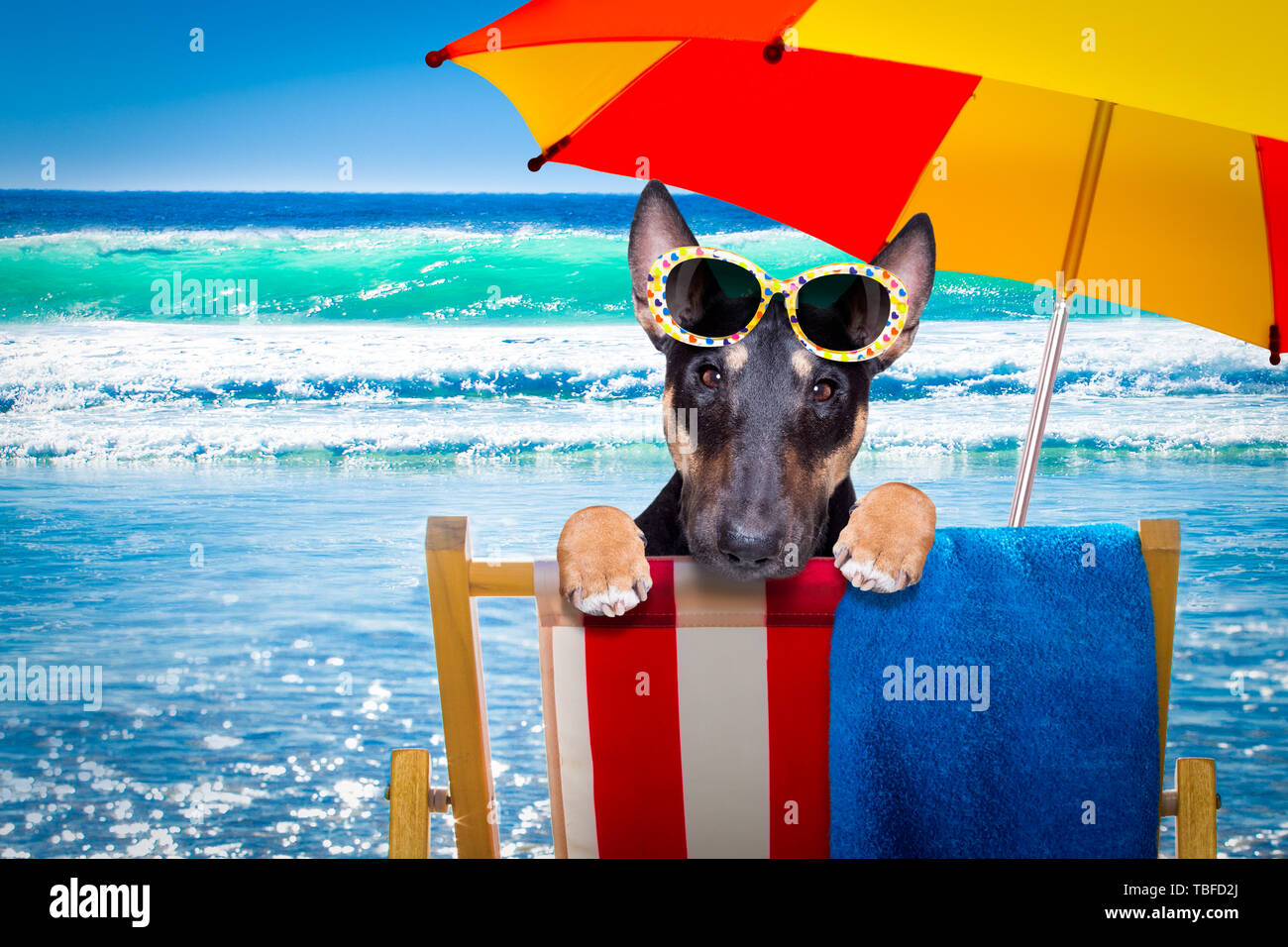 Bull Terrier Umbrella - Blue Bull Terrier Umbrella - Blue
