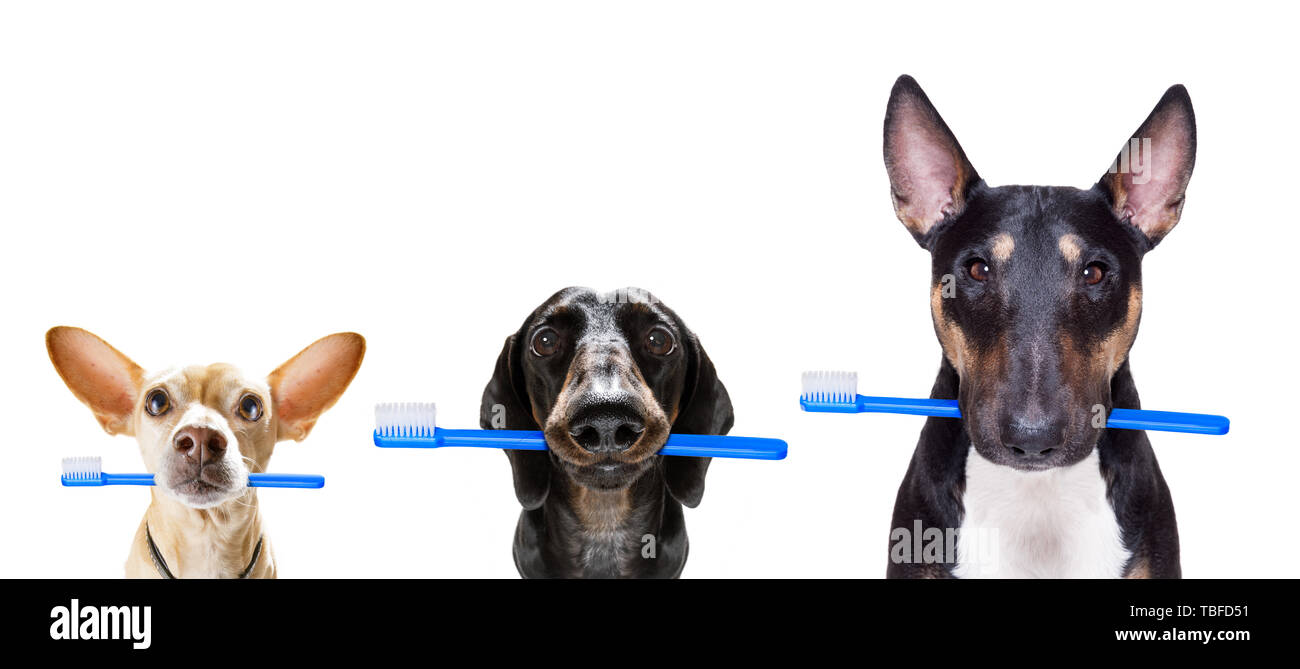 sausage dachshund dog holding a toothbrush with mouth , isolated on