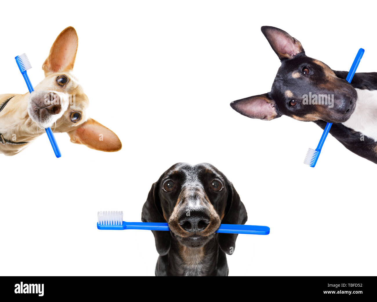 sausage dachshund dog holding a toothbrush with mouth , isolated on