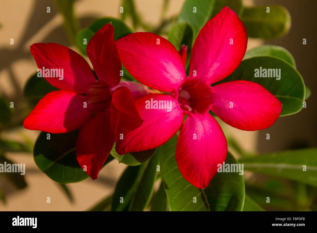 Red adenium blooms hi-res stock photography and images - Alamy