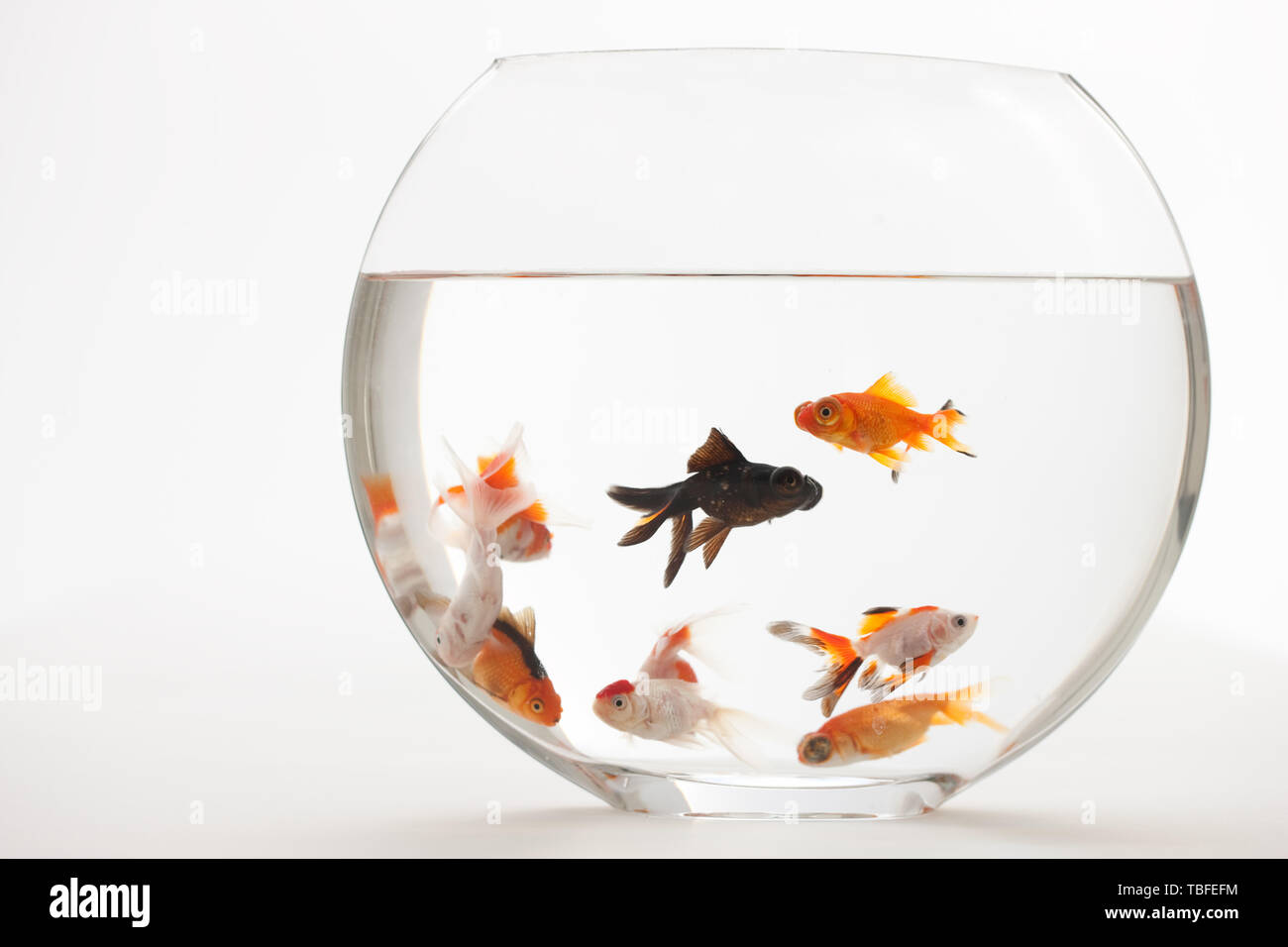 Goldfish bowl hires stock photography and images Alamy