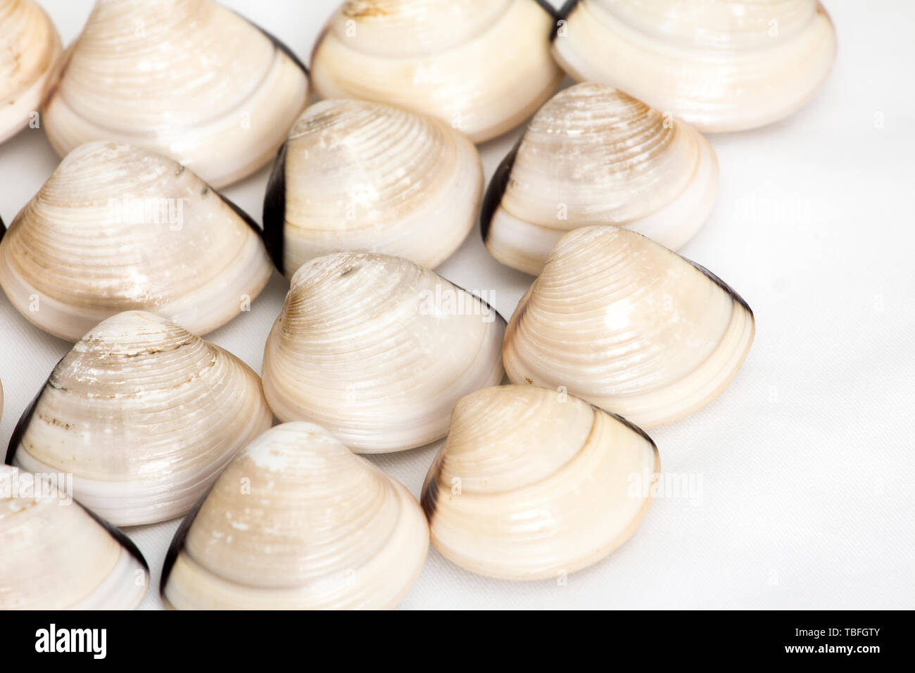 Baibei Stock Photo