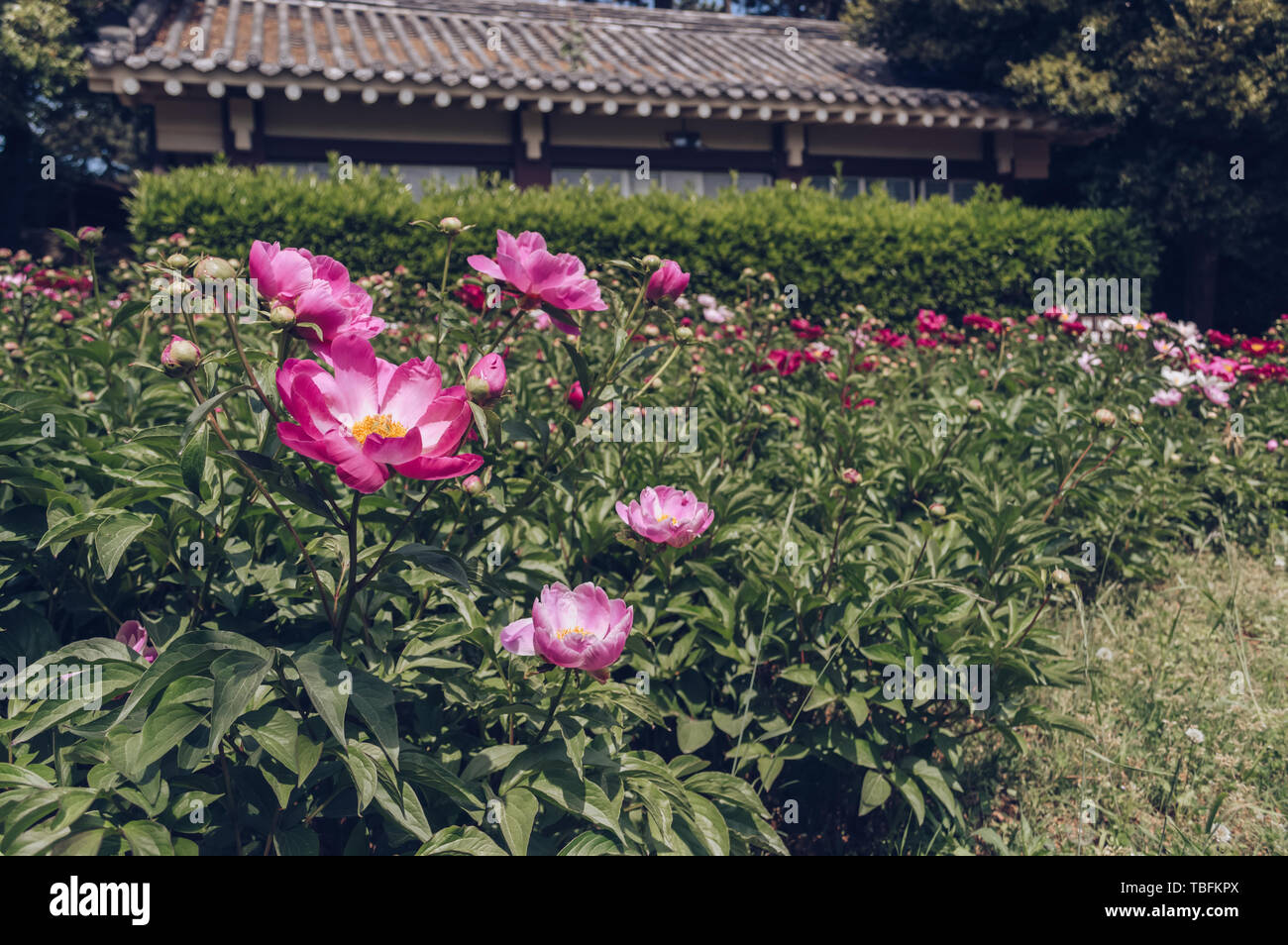 beautiful flower bed of blooming tree peonies in public korean park