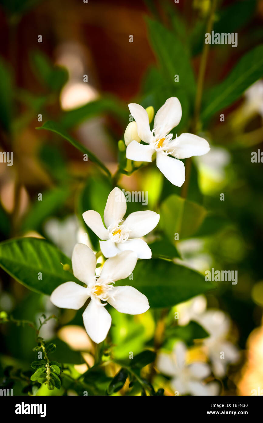 jasmine flower buds in nature closeup in sunlight, asia Stock Photo Alamy