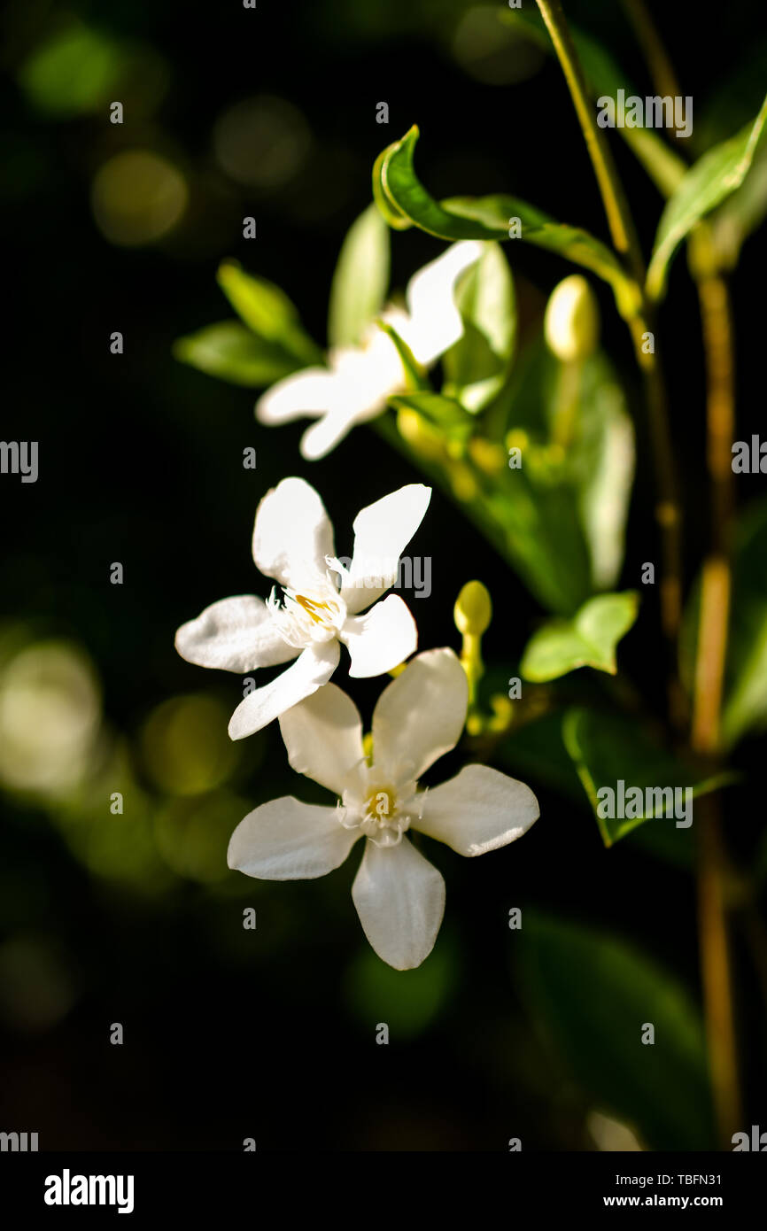 jasmine flower buds in nature closeup in sunlight, asia Stock Photo