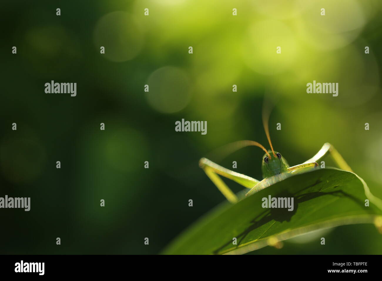 Original diagram straight out of natural ecology hi-res stock ...