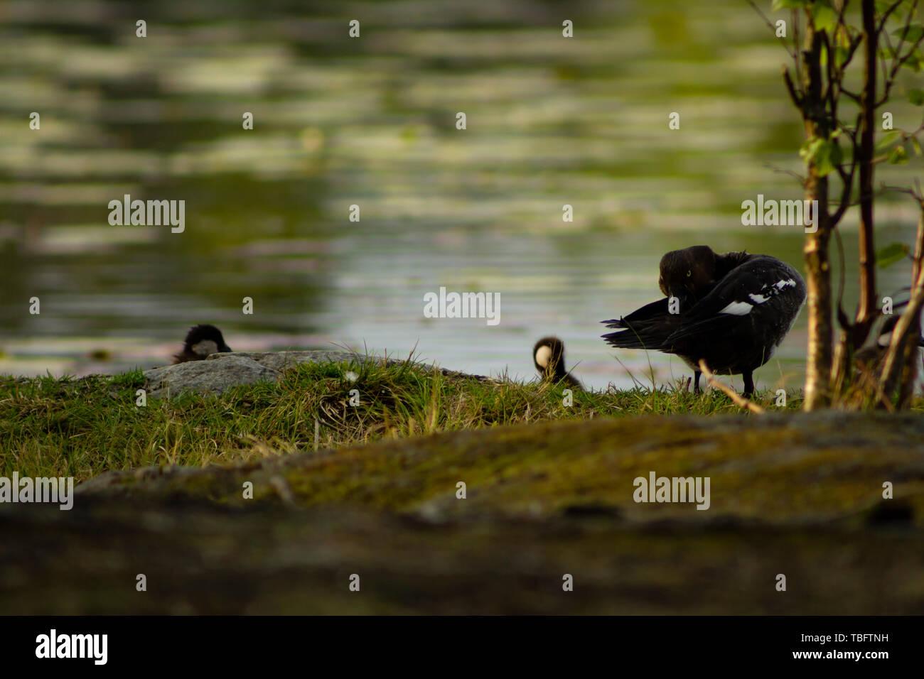 Common goldeneye female standing up looking fiercely into the camera with chicks close by Stock Photo