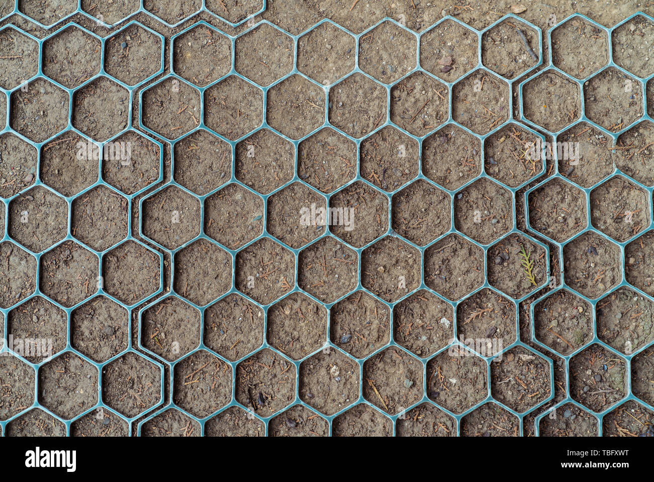 Honeycomb appearance hi-res stock photography and images - Alamy