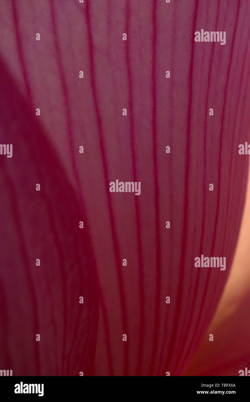 Lotus petal texture Stock Photo Alamy