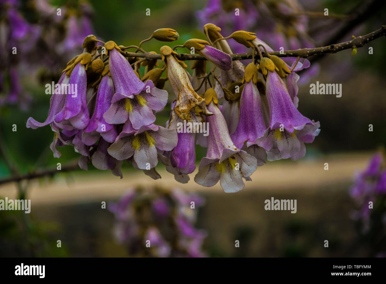 Simor Flower Sycamore flower hi-res stock photography and images - Alamy