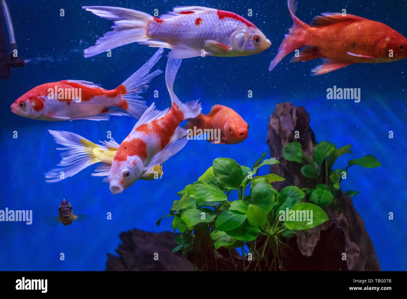 Ornamental fish hires stock photography and images Alamy
