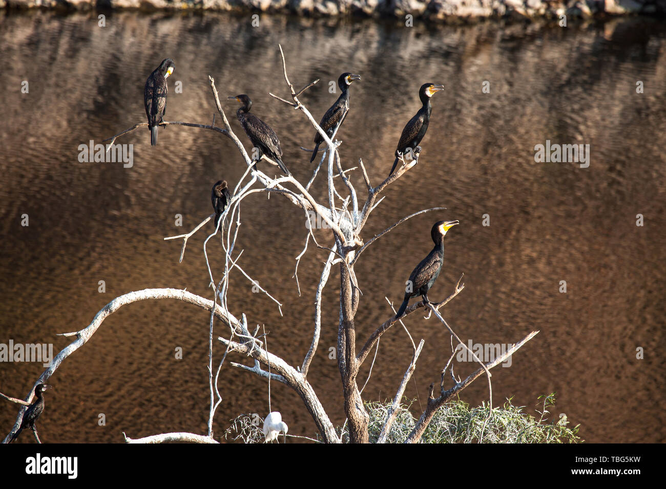 Water birds of india hi-res stock photography and images - Alamy
