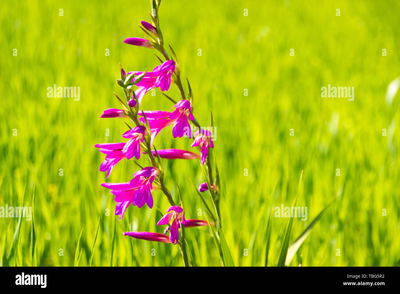 Colorful purple flowers in a grass under the spring sunlight in Italy Stock Photo