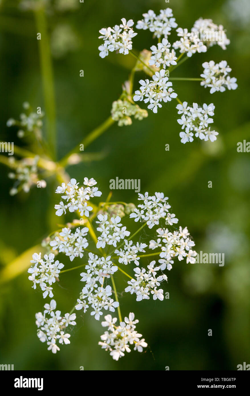 Cow parsley leaves anthriscus sylvestris hi-res stock photography and ...