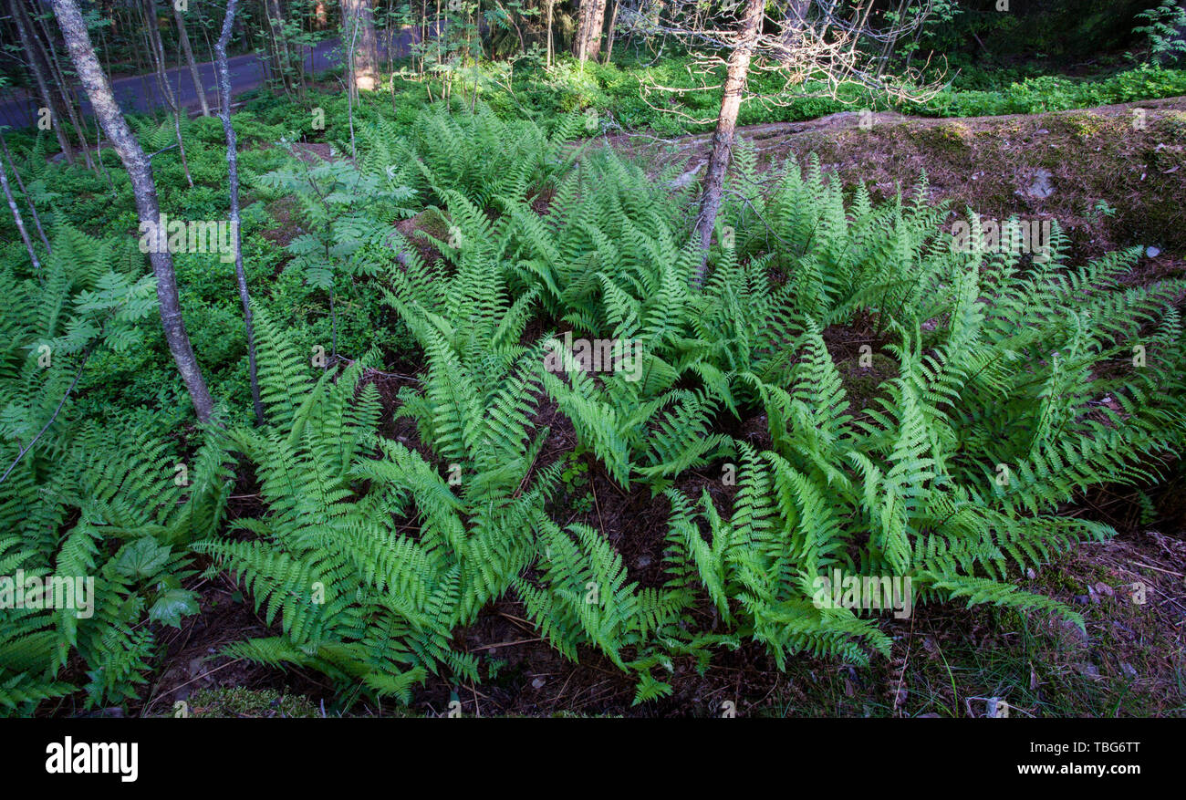 Male fern spring growth (Dryopteris filix-mas) Stock Photo