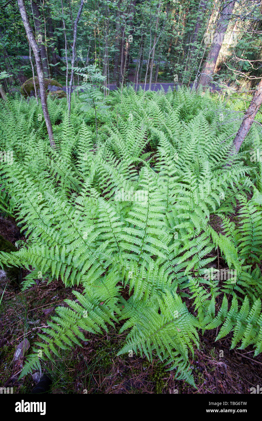 Male fern spring growth (Dryopteris filix-mas) Stock Photo
