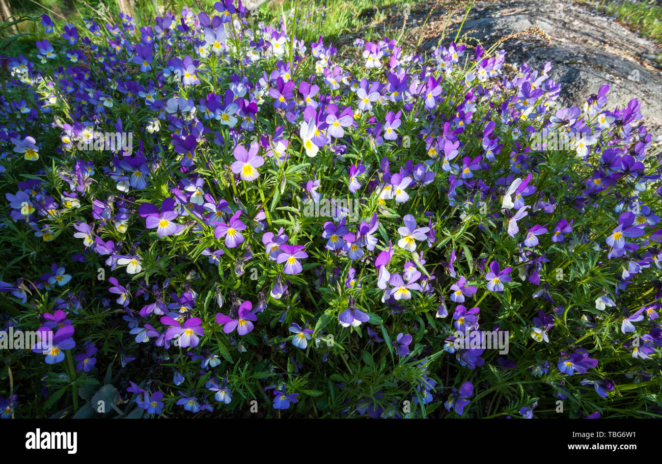Years delight flowers (Viola tricolor) Stock Photo