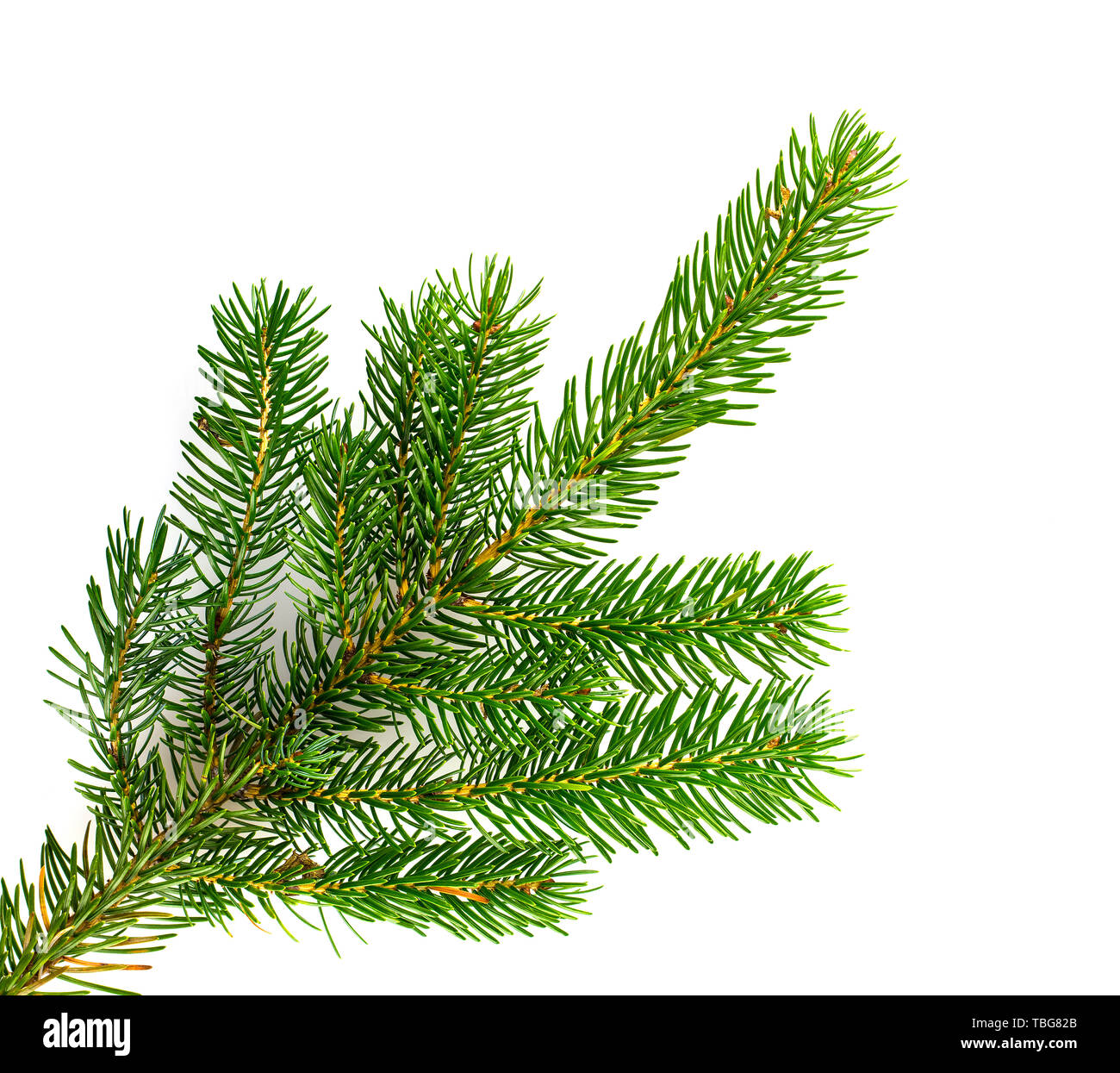 Pine tree branches isolated on white background Stock Photo - Alamy