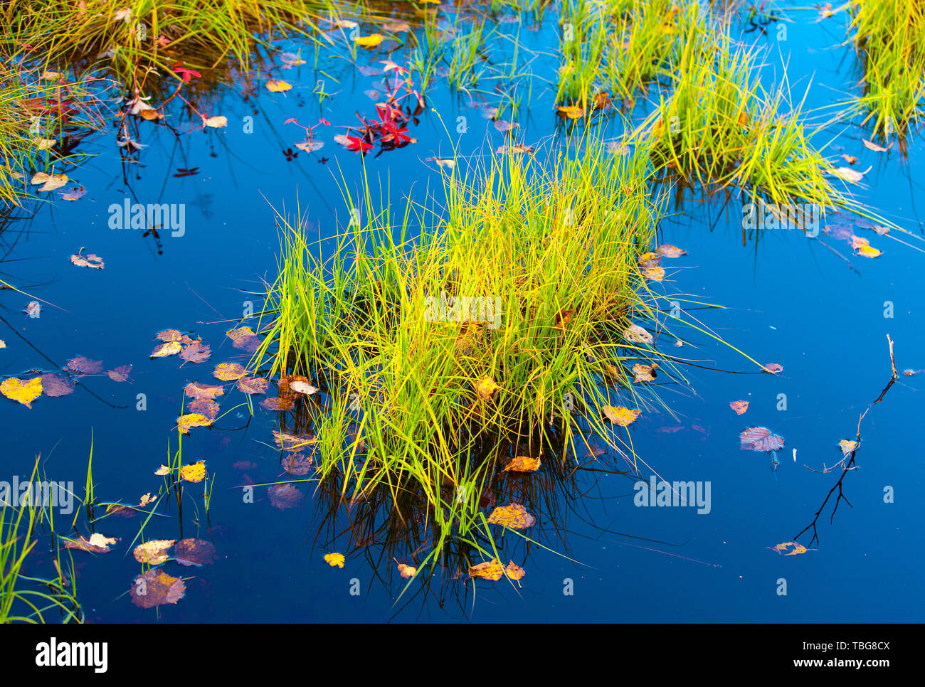 nature purity grass on the lake bank Stock Photo - Alamy