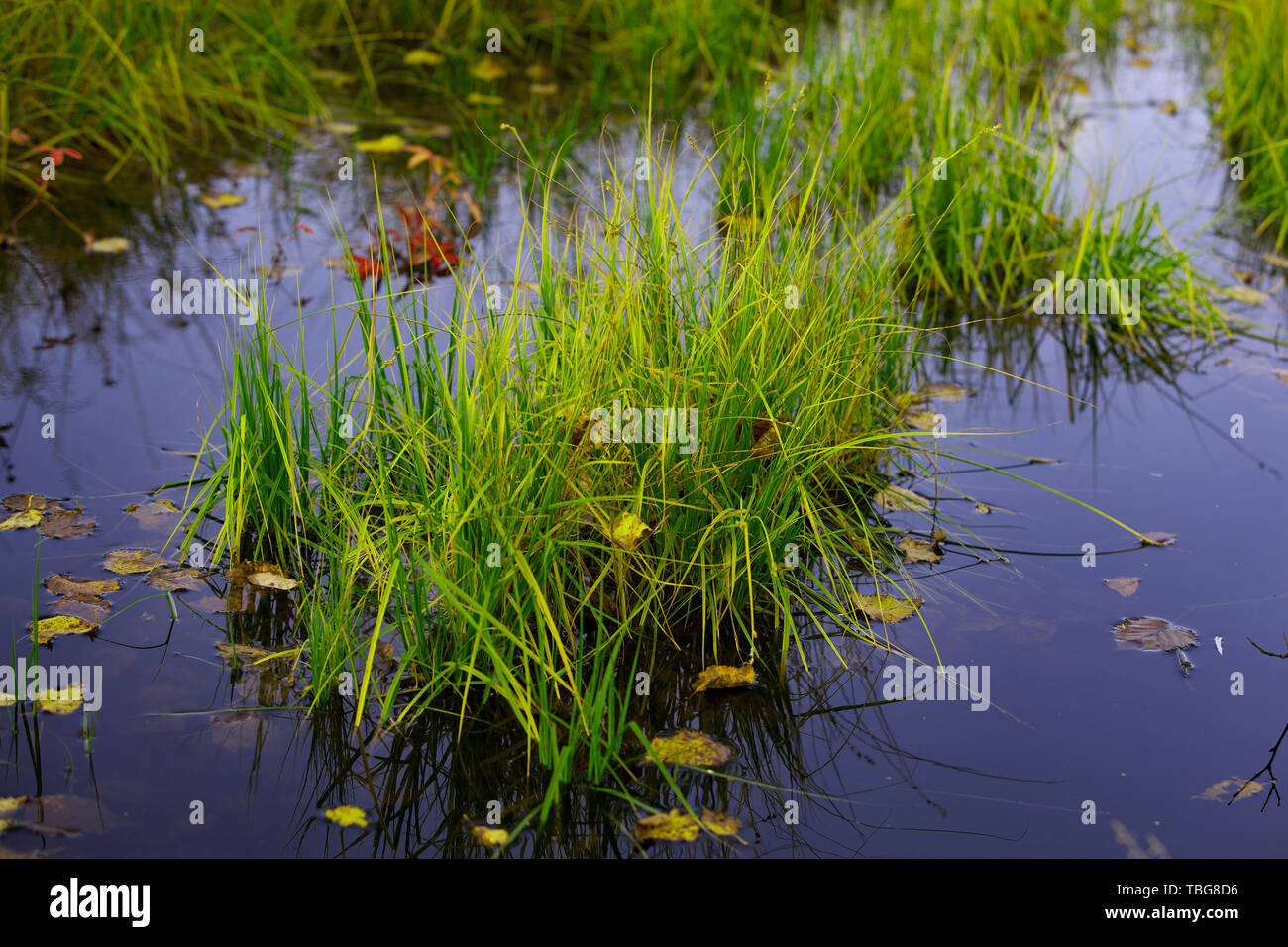 nature purity grass on the lake bank Stock Photo - Alamy