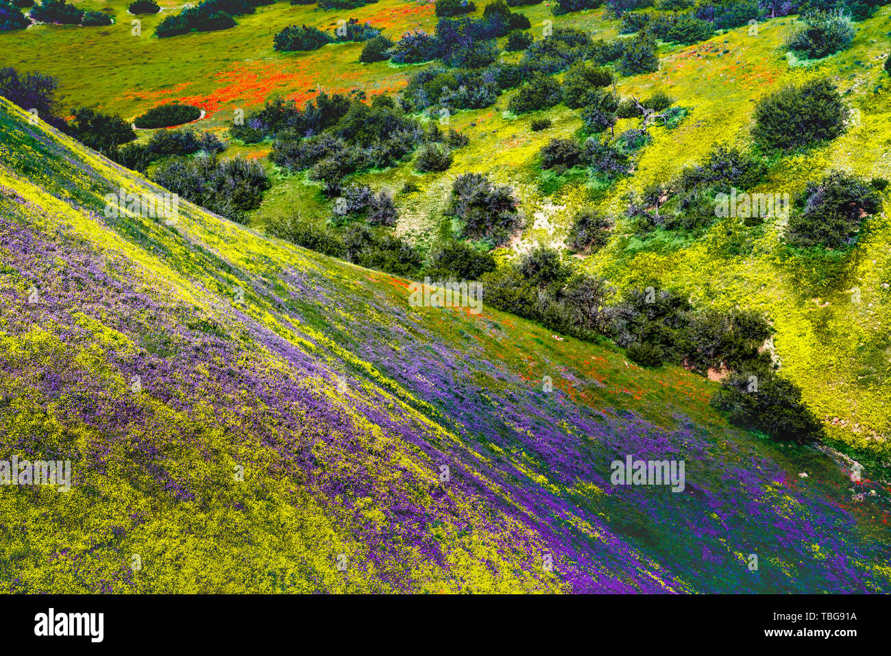 The Carizzo Plain National Monument with wildflowers of the 2019 Superbloom, California, USA. Stock Photo