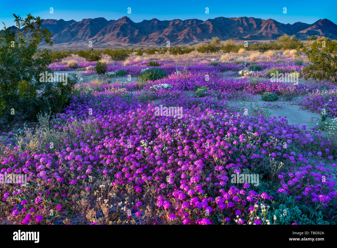 Desert wildflowers Sand verbena and Evening primrose bloom in the Desert Lily Sanctuary in the 2019 Desert Superbloom near Desert Center, California,  Stock Photo